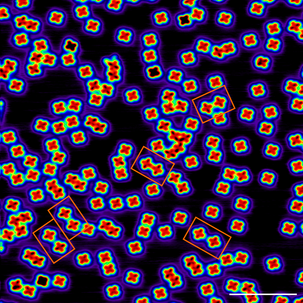 STM image of MgPc molecules on Ag100 surface